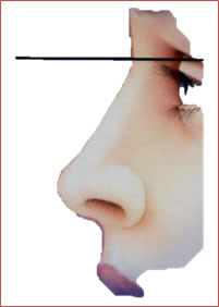 Il “punto di partenza” ideale del naso è collocabile appena sopra la linea delle ciglia a sguardo in avanti