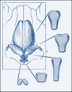 La forma finale della punta viene allora definita, quando nnecessario, mediante innesti sottili, di varia forma e dimensione, che possono provenire sia dalla parte in eccesso delle stesse cartilagini alari che dal setto nasale